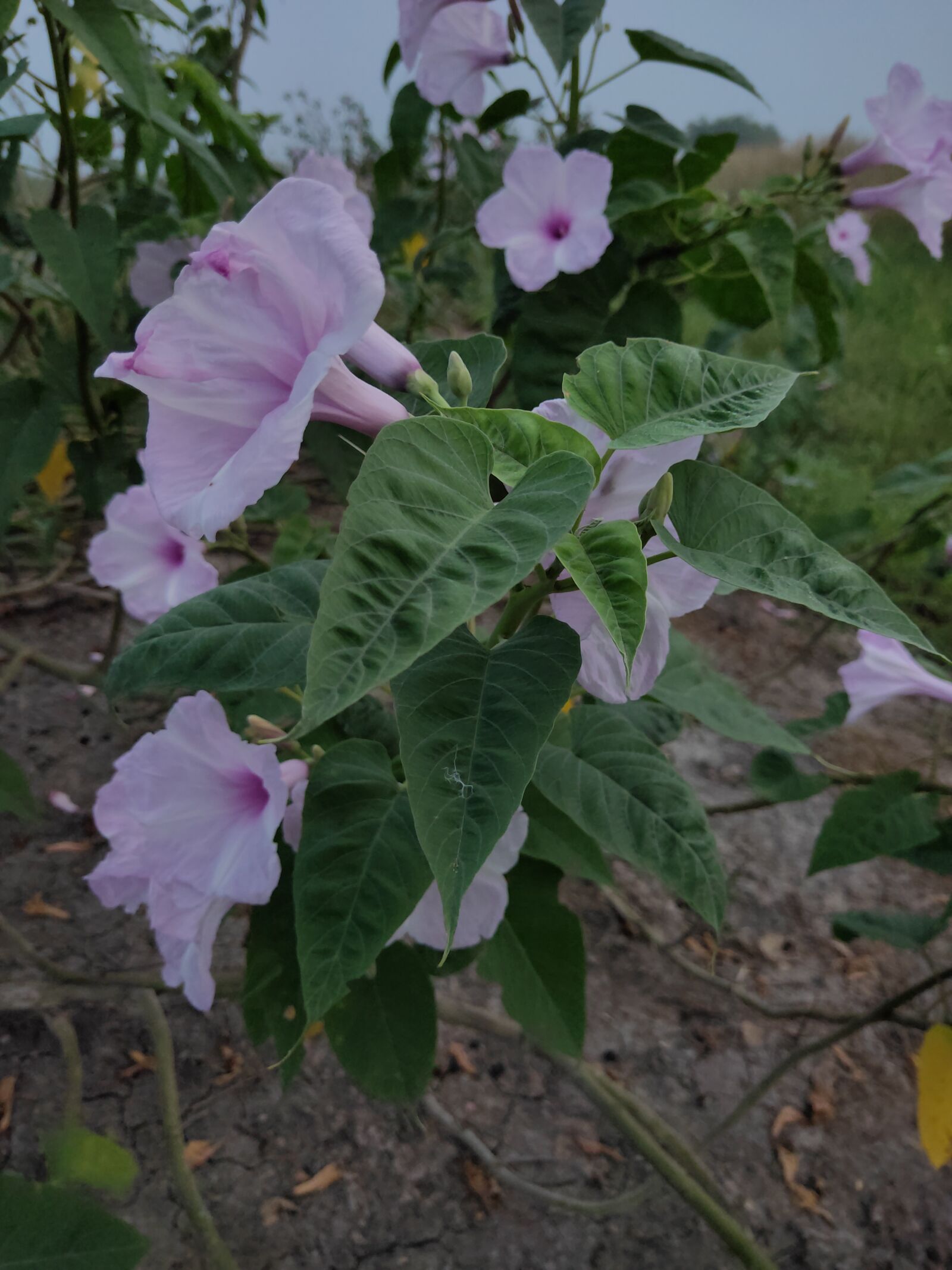 Realme 3 PRO sample photo. Flower, plant, nature photography