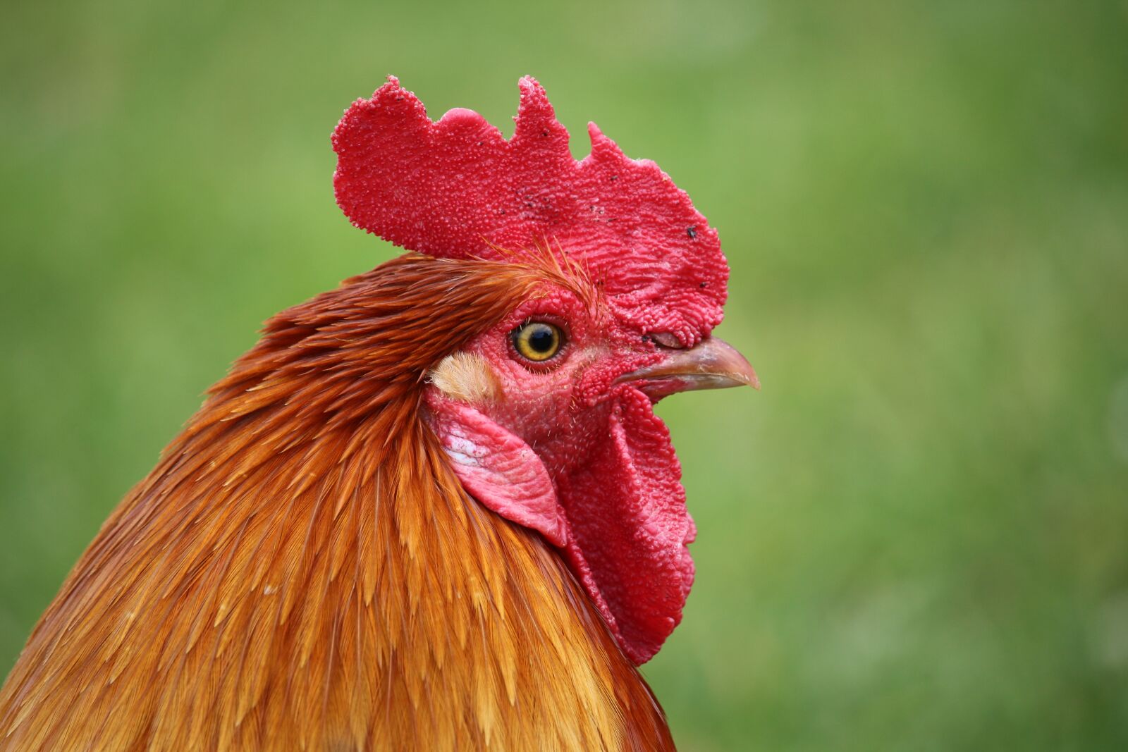 Canon EF-S 55-250mm F4-5.6 IS STM sample photo. Hen, pen, nature photography