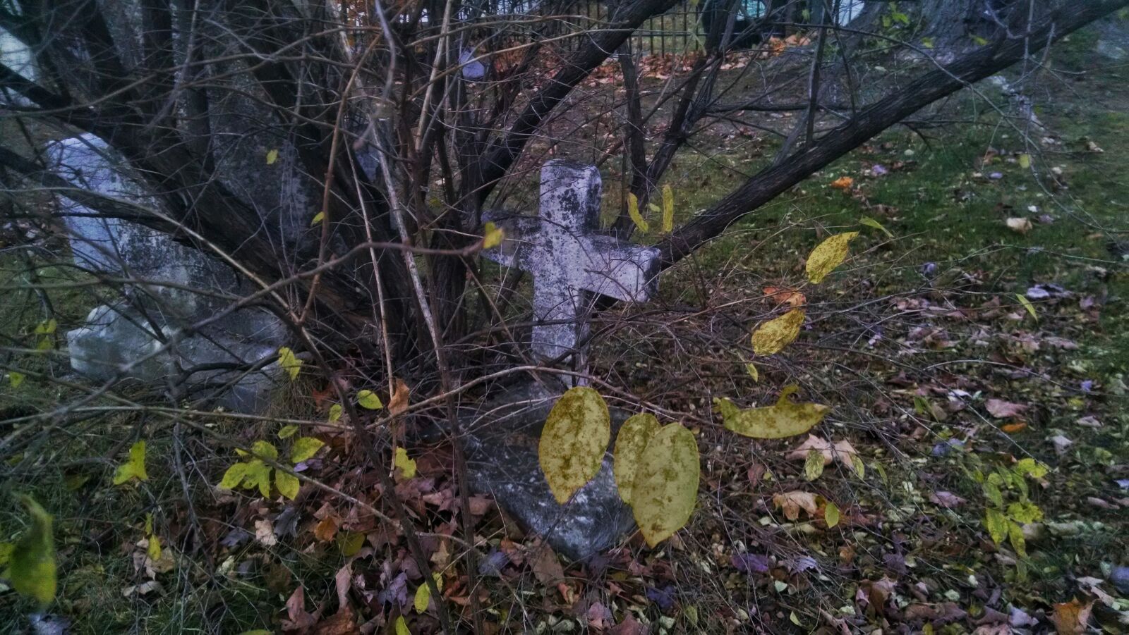 Motorola Moto X (1st Gen) sample photo. Bush, grave, halloween, leaves photography