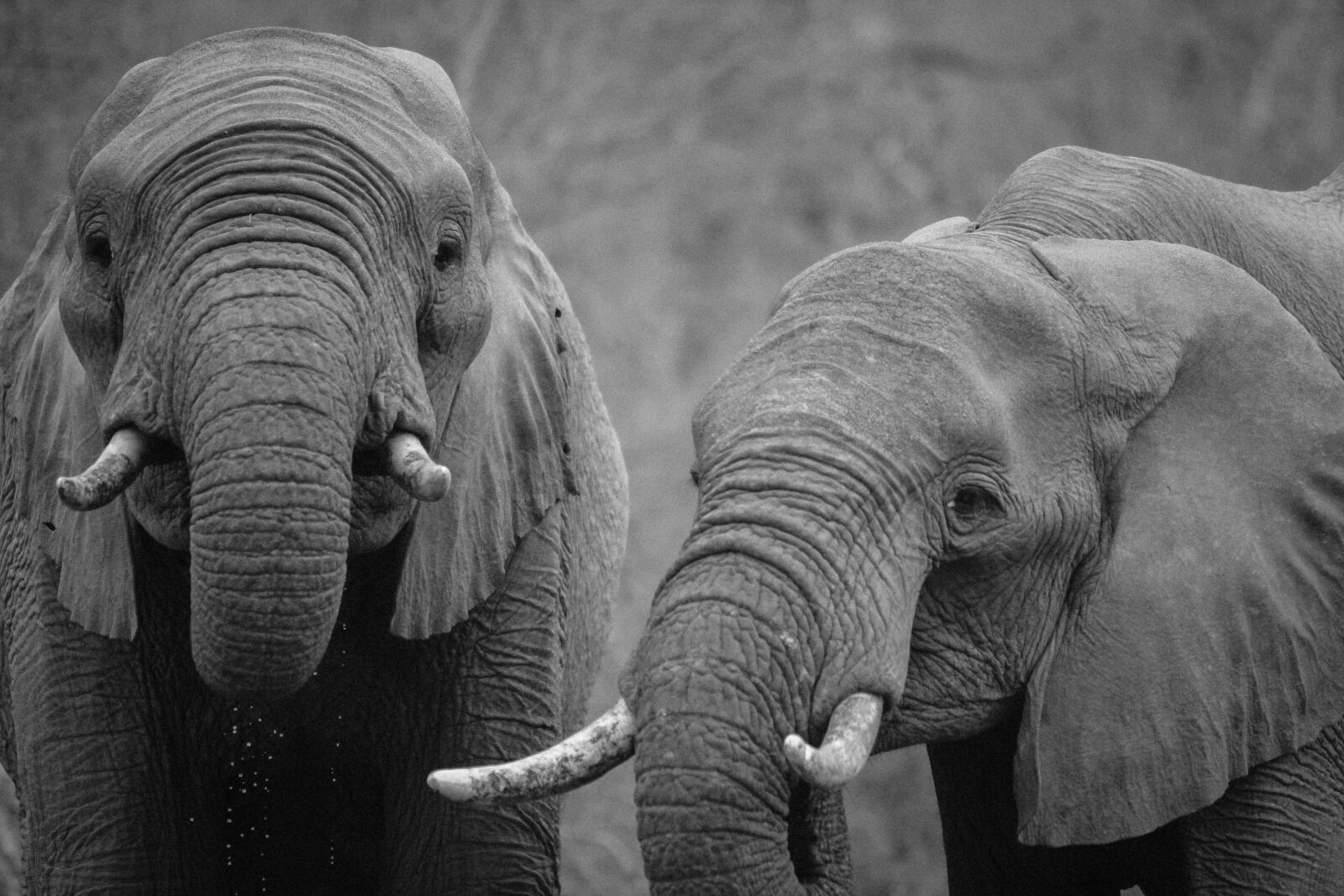 Canon EOS 60D sample photo. Elephants, africa, animals, black photography