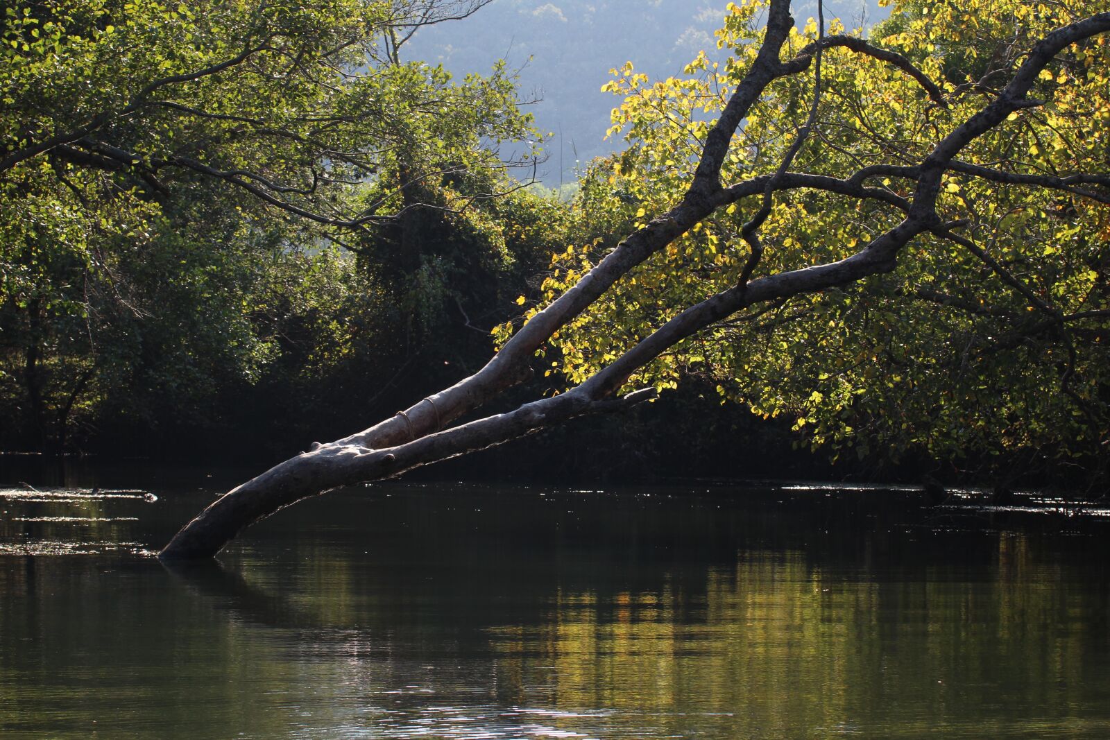Canon EOS 700D (EOS Rebel T5i / EOS Kiss X7i) sample photo. Nature, pictures, tree photography