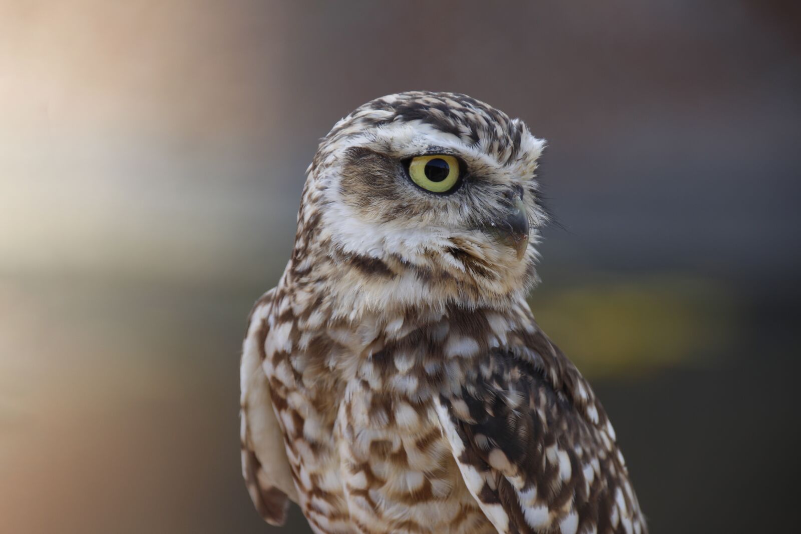 Canon EOS 700D (EOS Rebel T5i / EOS Kiss X7i) sample photo. Owl, bird, plumage photography