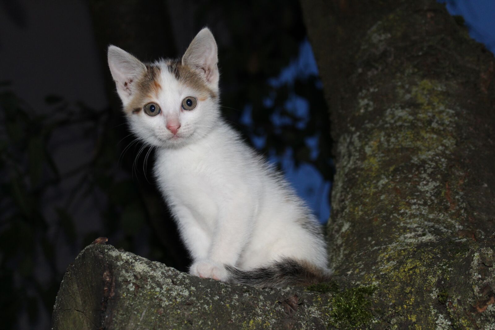 Canon EOS 1300D (EOS Rebel T6 / EOS Kiss X80) sample photo. Tree, cat, animal photography
