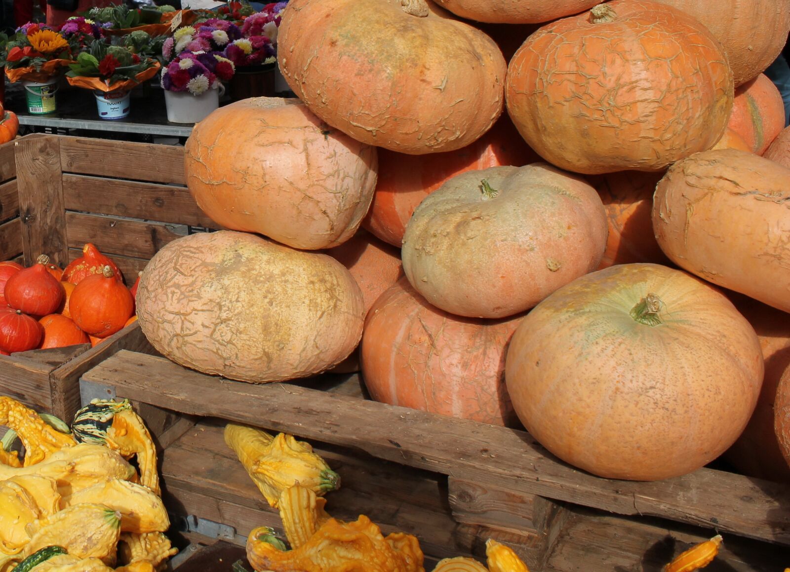 Canon EOS 550D (EOS Rebel T2i / EOS Kiss X4) sample photo. Vegetables, pumpkin, autumn photography