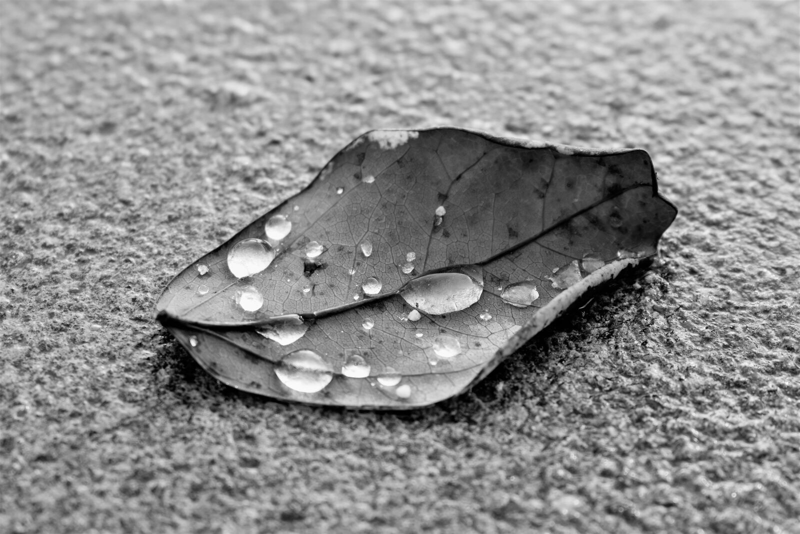 Nikon D5500 sample photo. Leaf, nature, black and photography