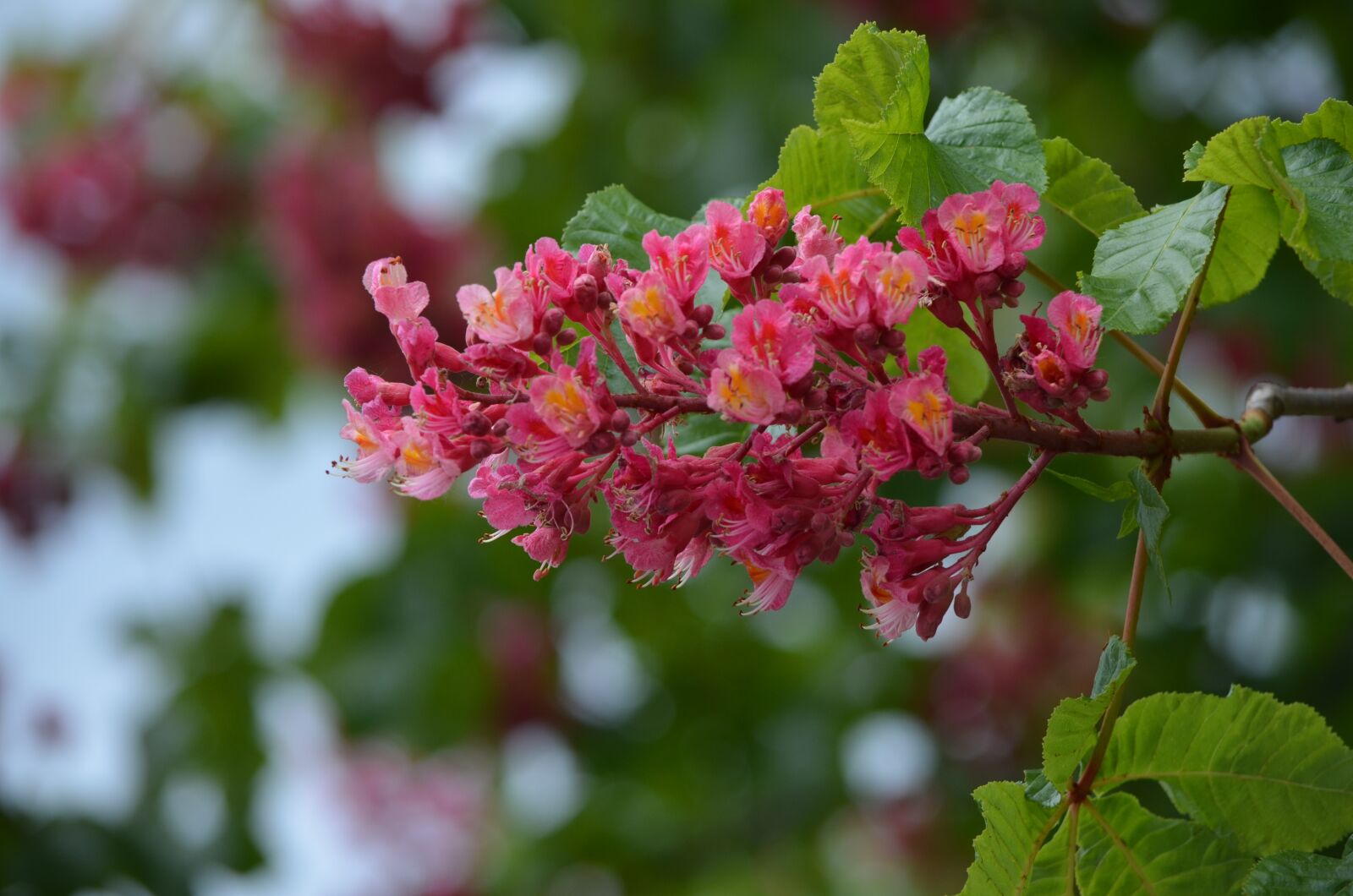 Nikon D5100 sample photo. Horse chestnut, flower, horse-chestnut photography