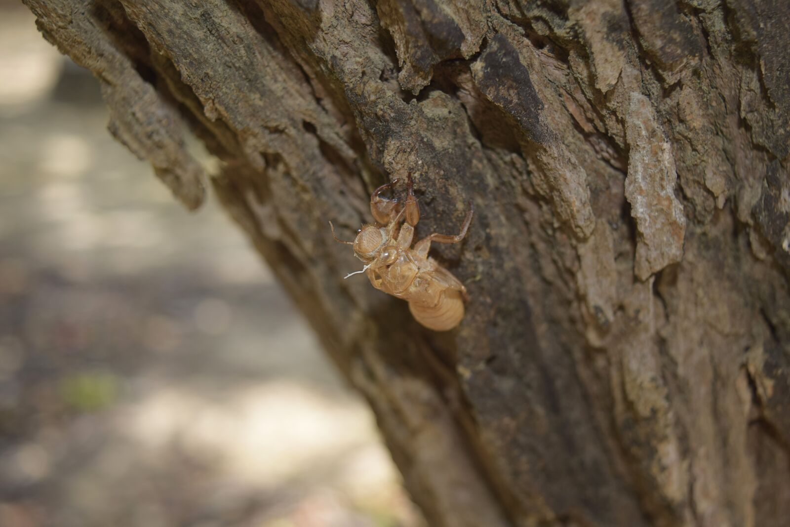 Nikon D3300 sample photo. Cicada, slough, insect photography