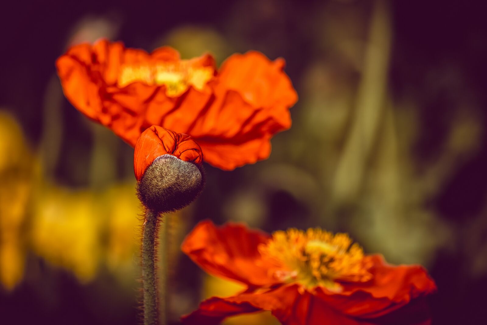 Fujifilm XF 55-200mm F3.5-4.8 R LM OIS sample photo. Poppy, flower, klatschmohn photography