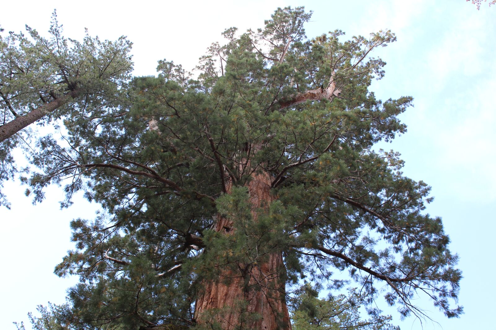 Canon EOS 1200D (EOS Rebel T5 / EOS Kiss X70 / EOS Hi) sample photo. Pine, giant, view photography