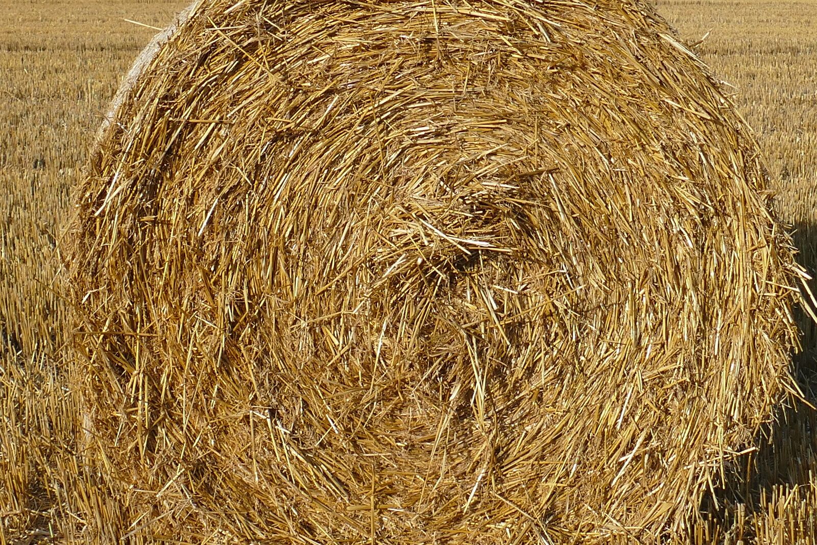 Panasonic Lumix DMC-FZ1000 sample photo. Nature, hay bales, arable photography