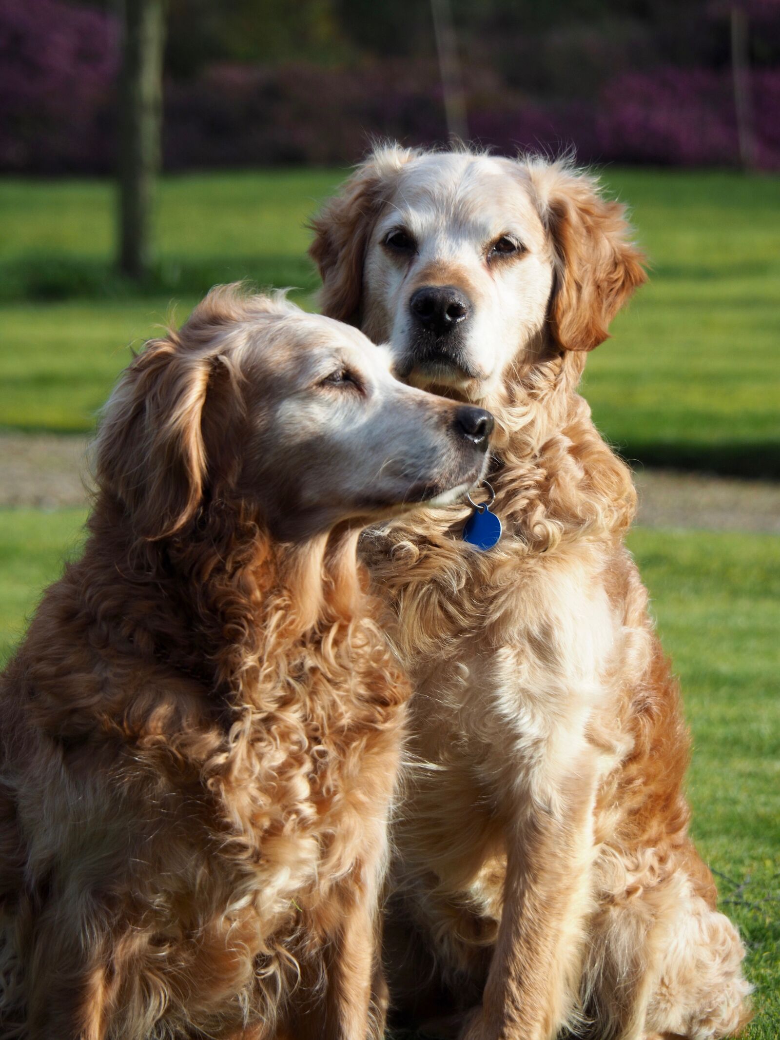 Olympus OM-D E-M5 II sample photo. Dogs, golden, retriever photography