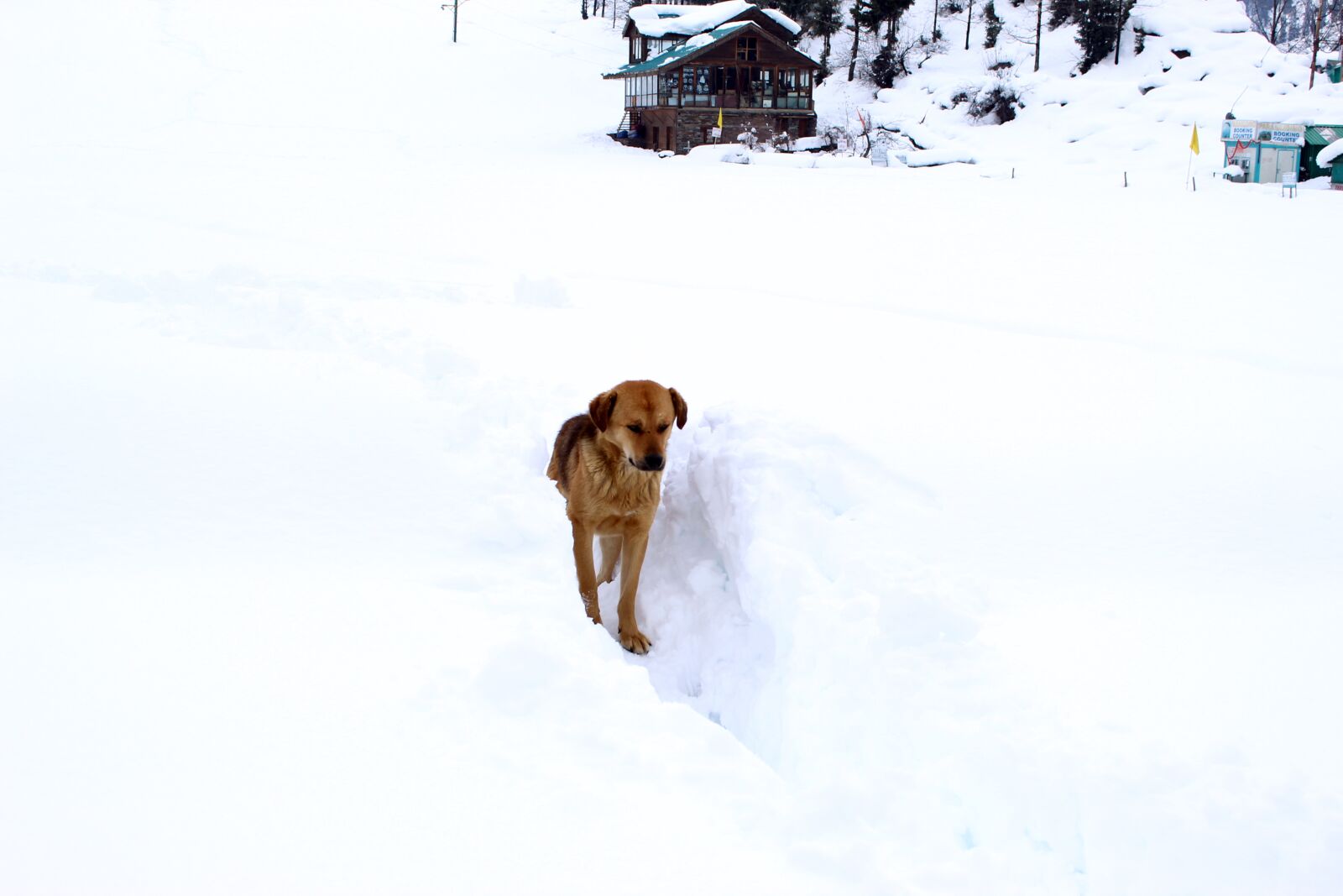 Canon EOS 1300D (EOS Rebel T6 / EOS Kiss X80) sample photo. Snow, dog, winter photography