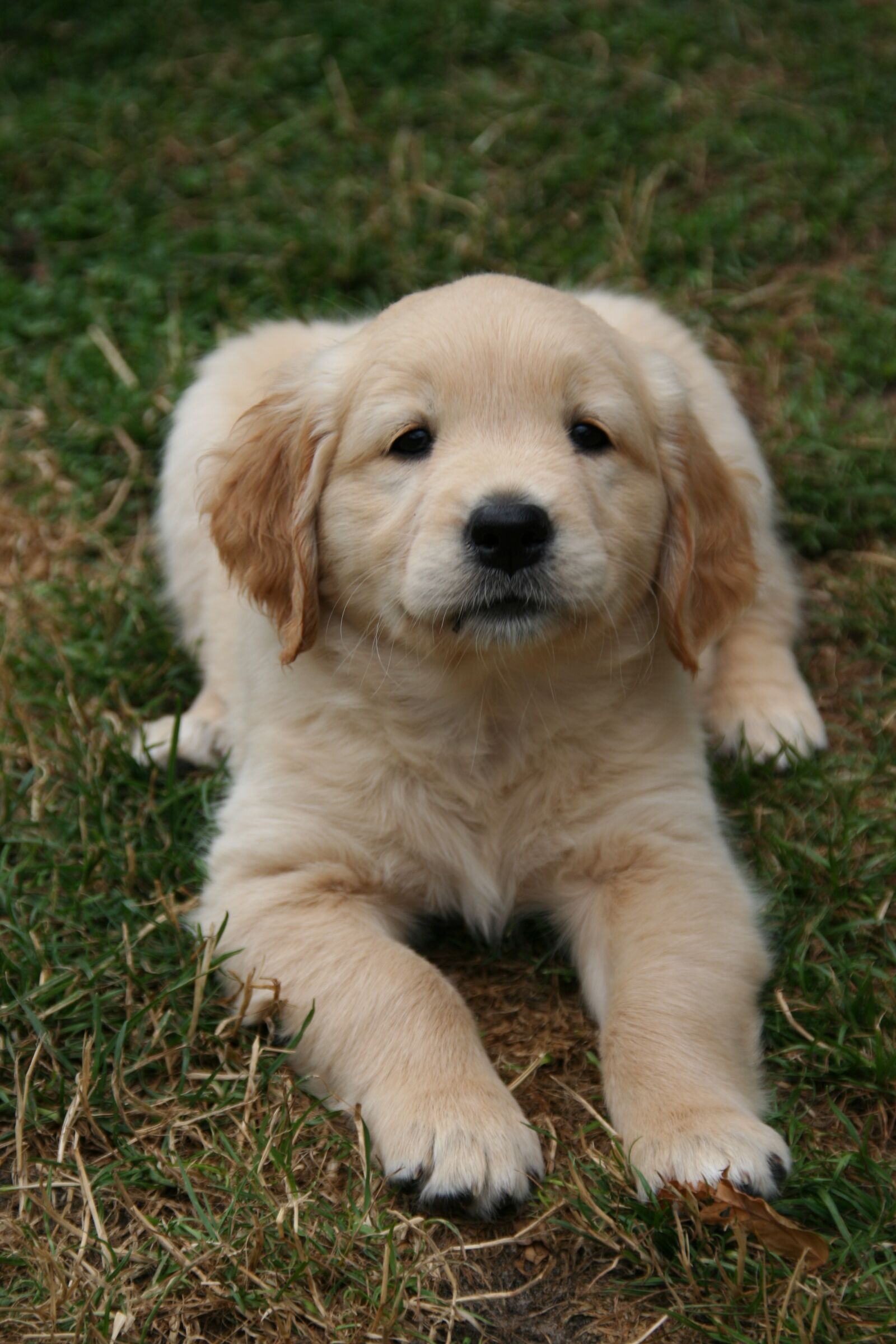 Canon EOS 350D (EOS Digital Rebel XT / EOS Kiss Digital N) sample photo. Golden retriever puppy, dog photography