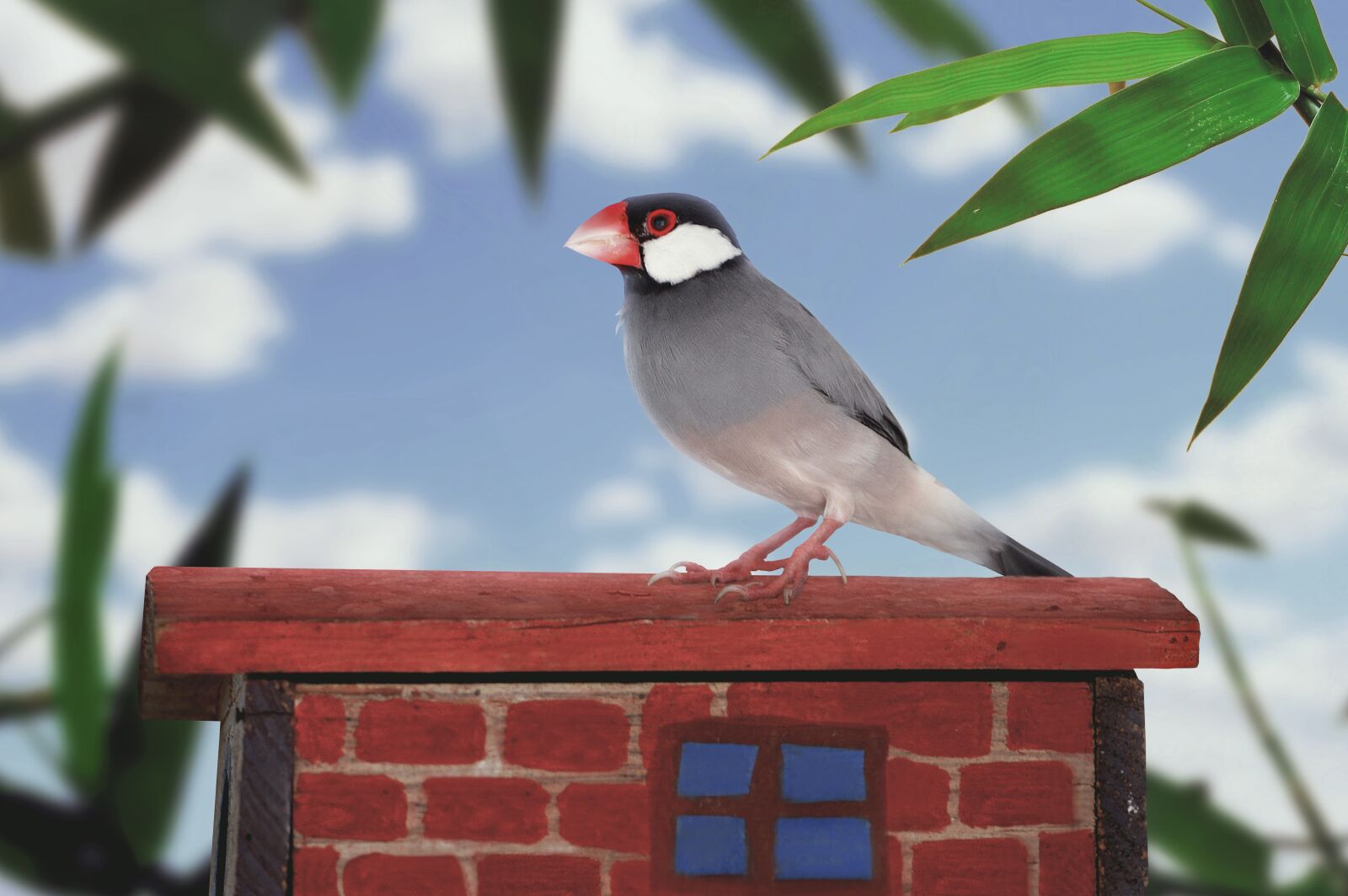Nikon D3200 sample photo. Java sparrow, sparrow, bird photography