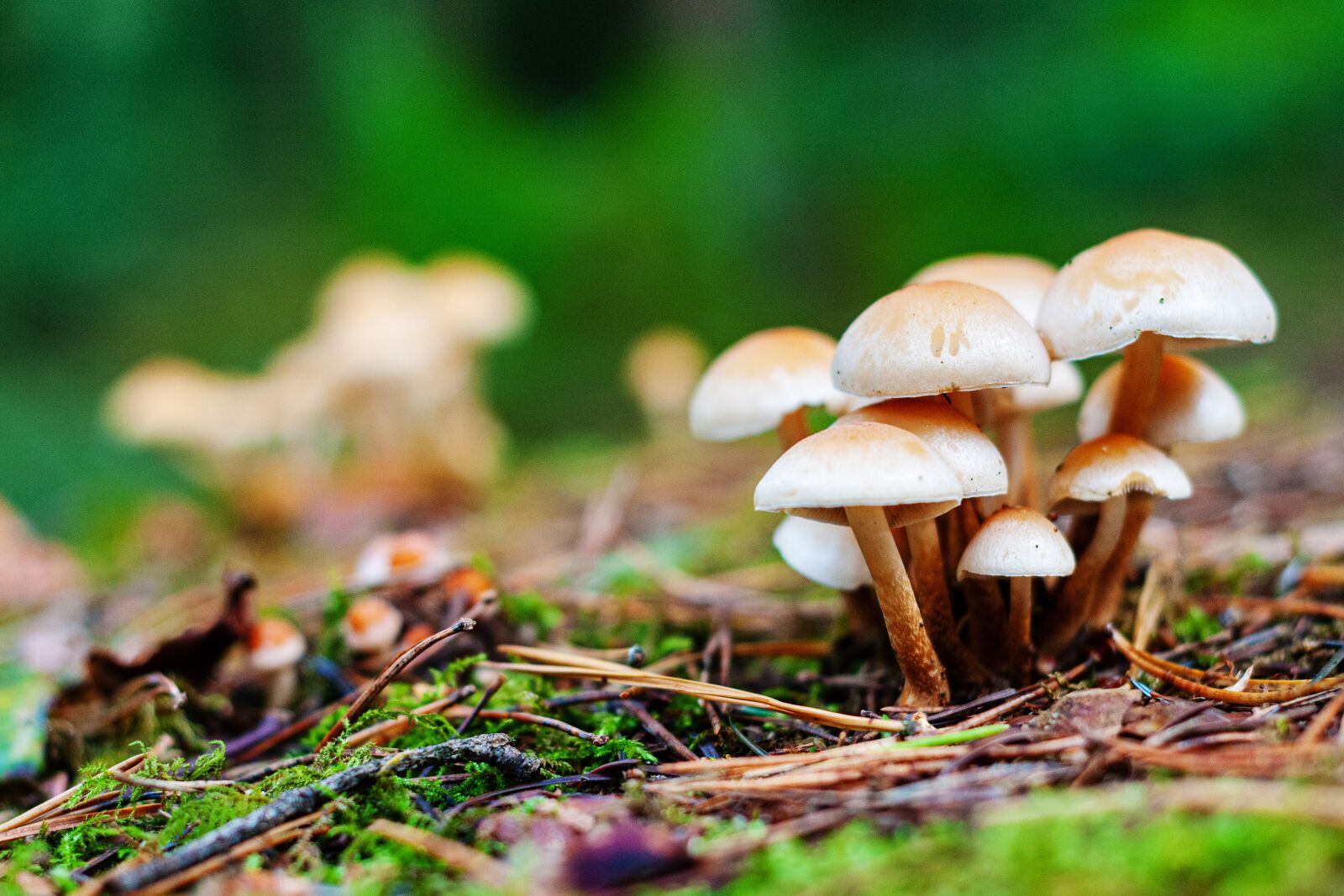 Nikon D300S sample photo. Mushroom, autumn, forest photography