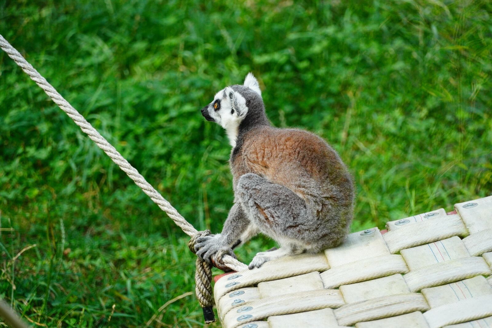Sony a6400 sample photo. Lemur, animal, zoo photography