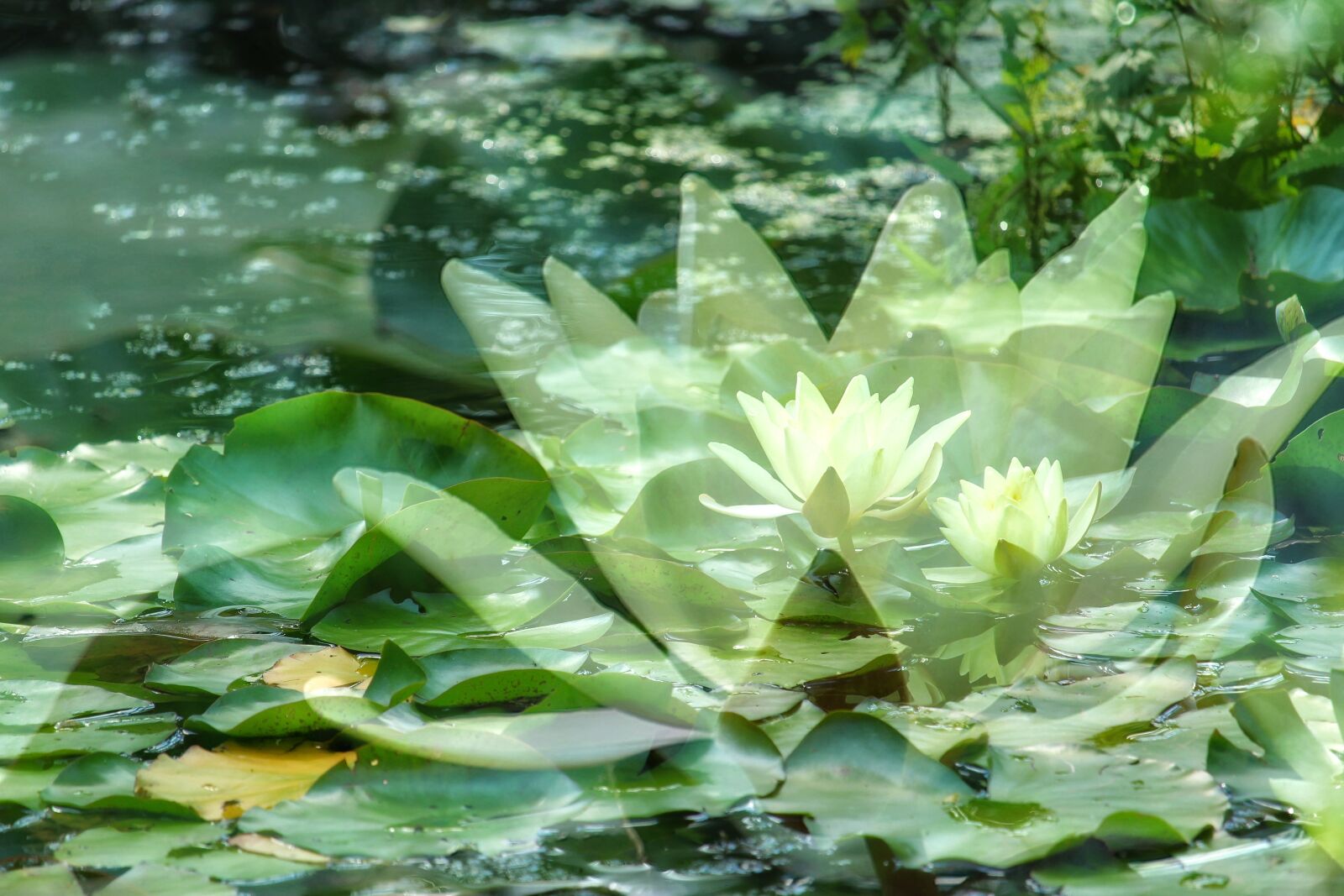 Canon EOS 1300D (EOS Rebel T6 / EOS Kiss X80) sample photo. Water lilies, lake rosengew photography