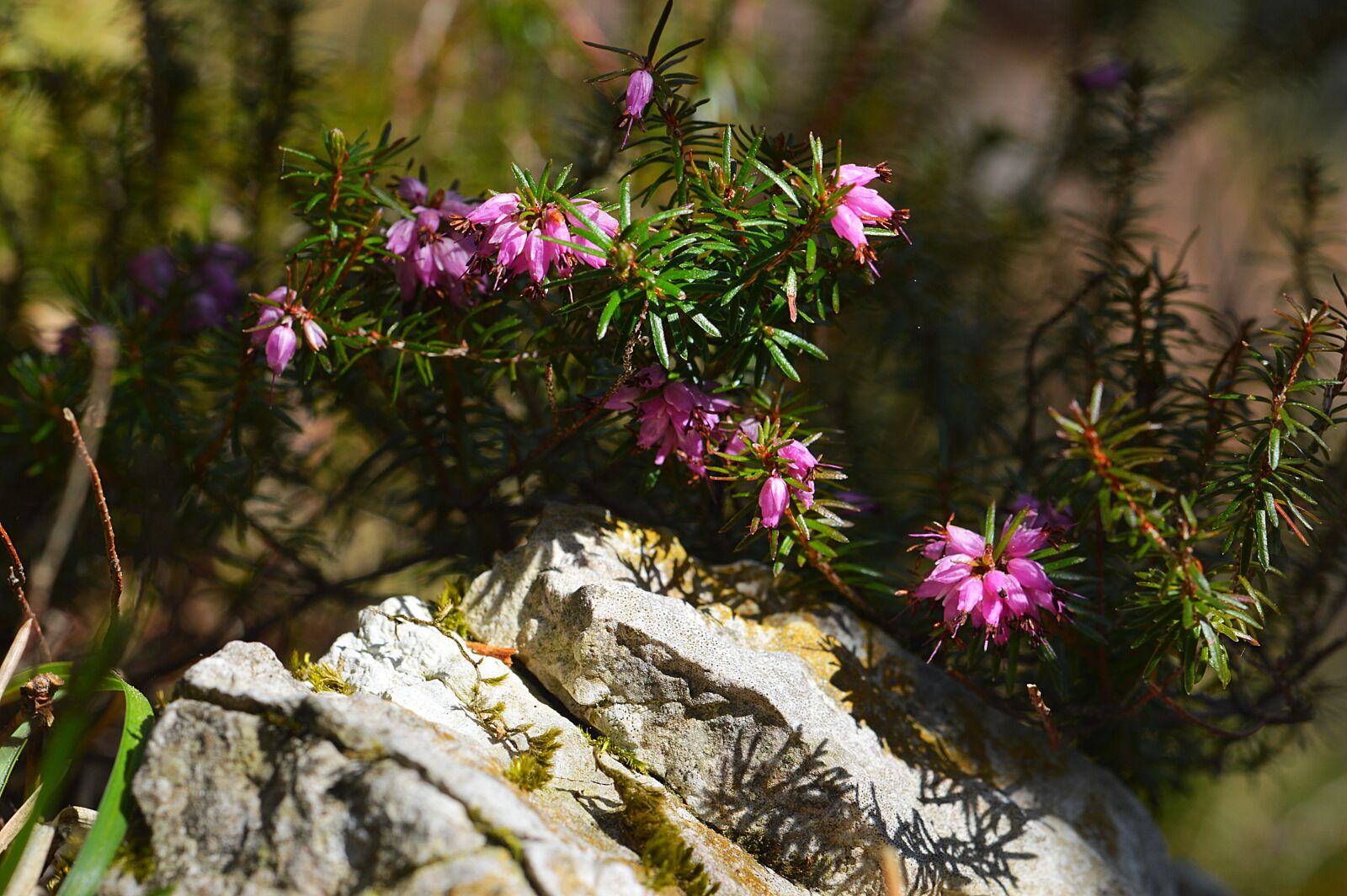 Nikon D3200 sample photo. Erika, flower, plant photography