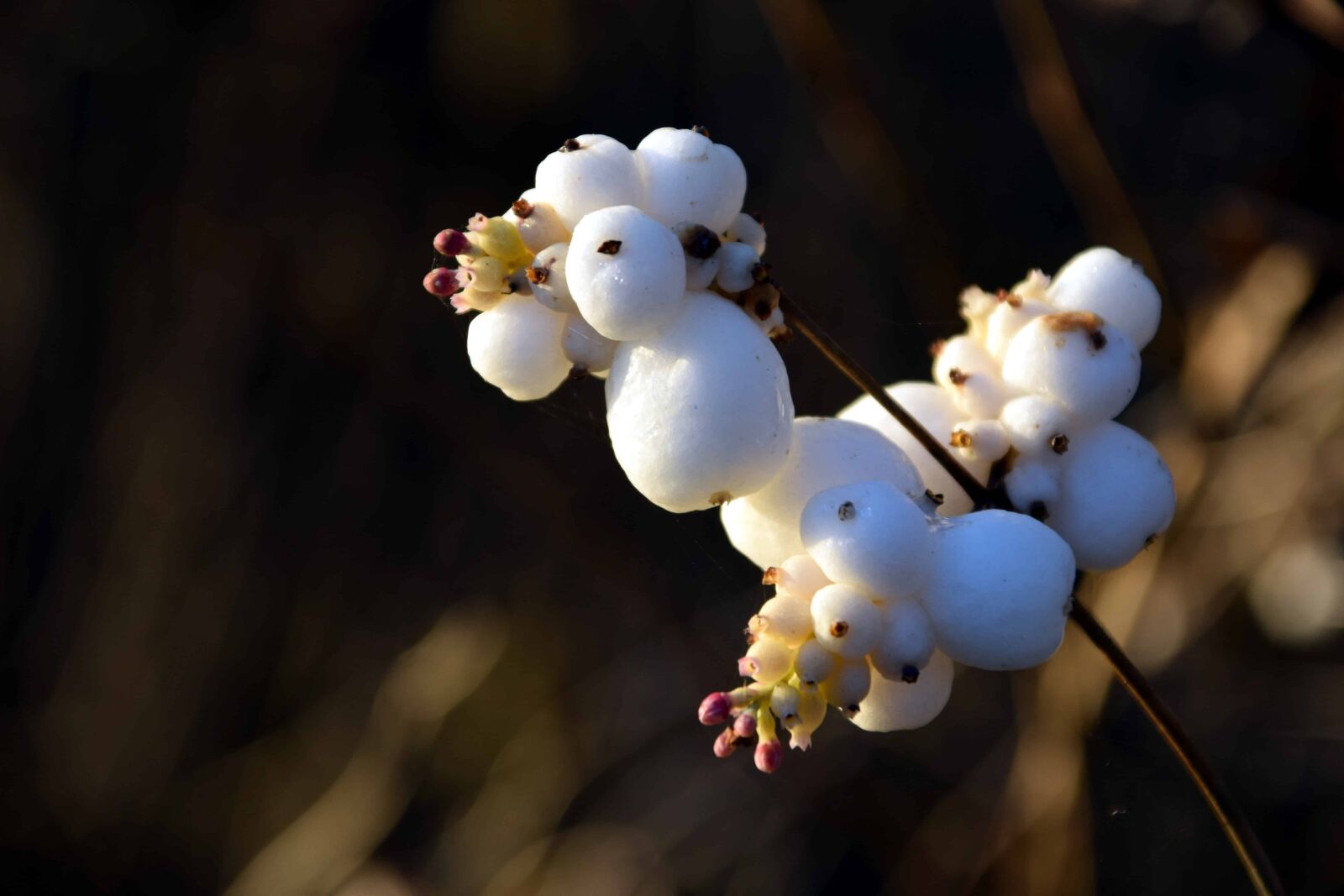 Nikon D3300 sample photo. Plant, flower, indoor, blossom photography