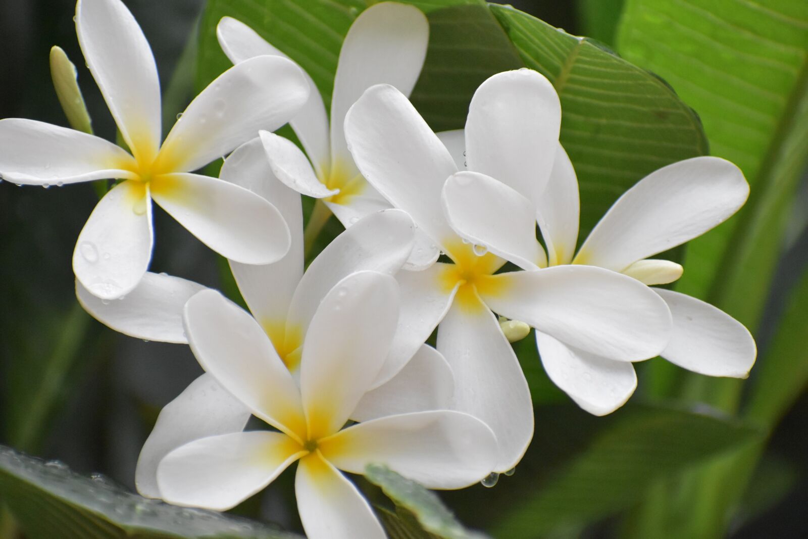 Nikon D5600 sample photo. Flowers, white, petals photography
