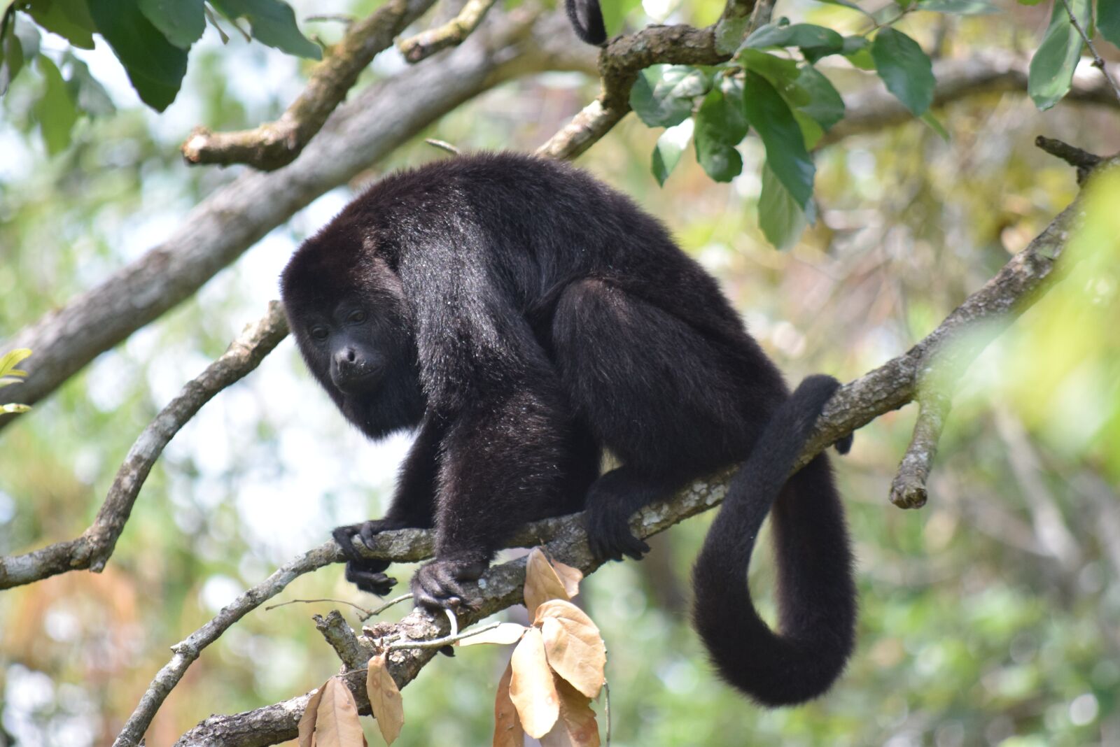Nikon D3300 sample photo. Belize, spider monkey, monkey photography