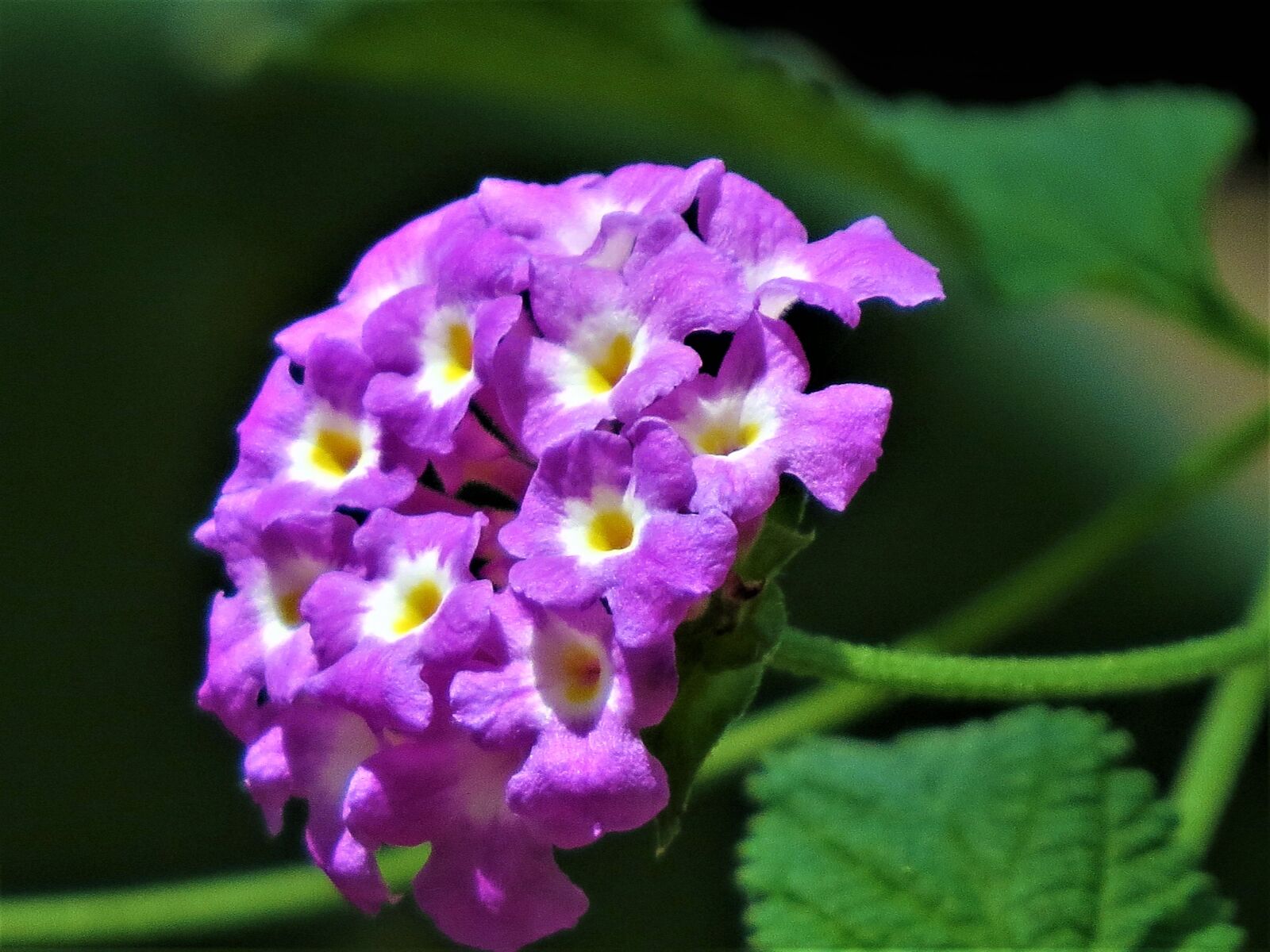 Canon PowerShot SX50 HS sample photo. Flowers, tiny, purple photography