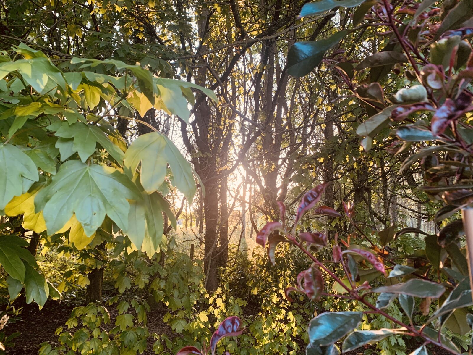 Apple iPhone XR sample photo. Tranquil, garden, nature photography
