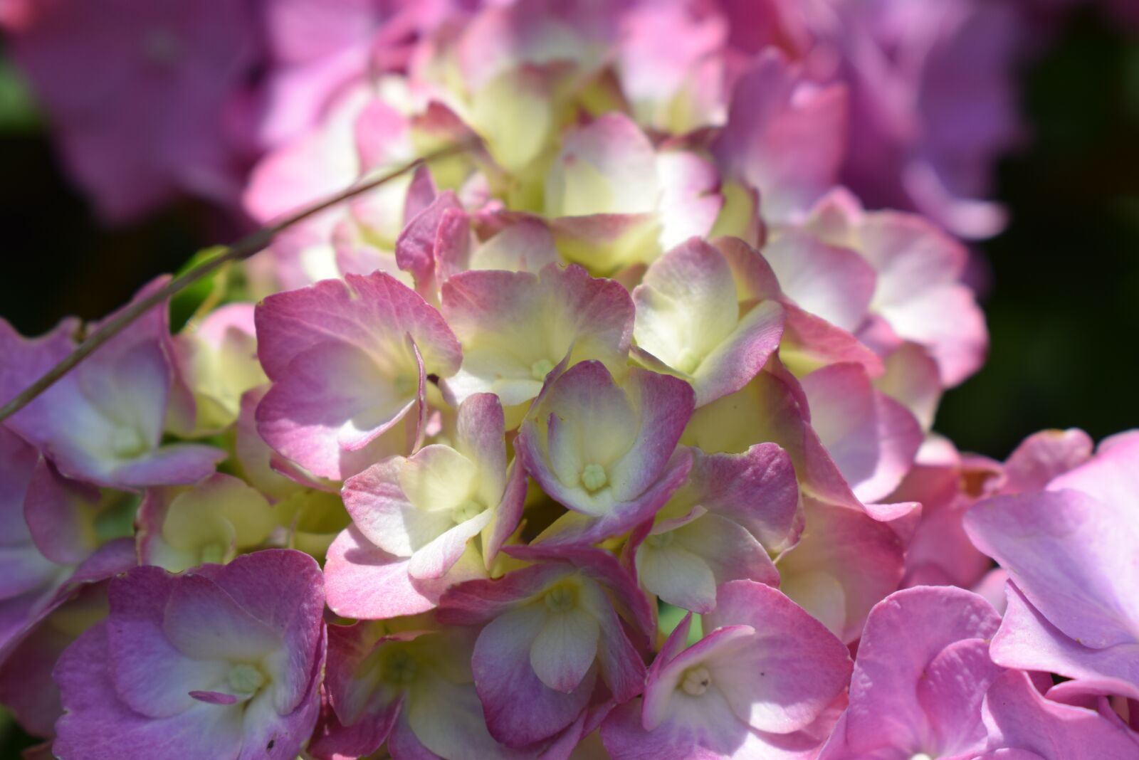 Nikon D5300 sample photo. Hydrangea, blossom, bloom photography