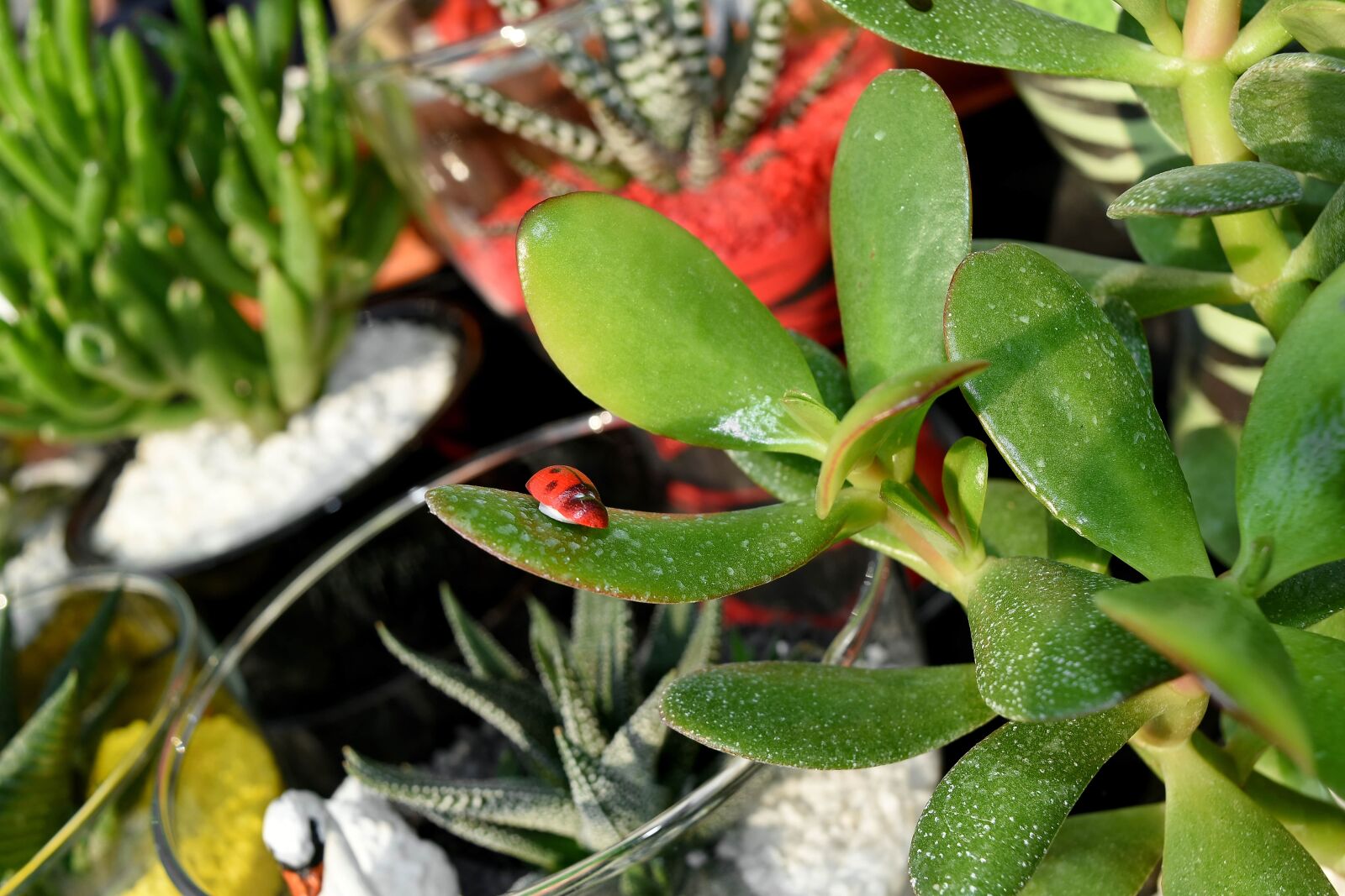 Nikon D5500 sample photo. Plant, leaf, herb, nature photography