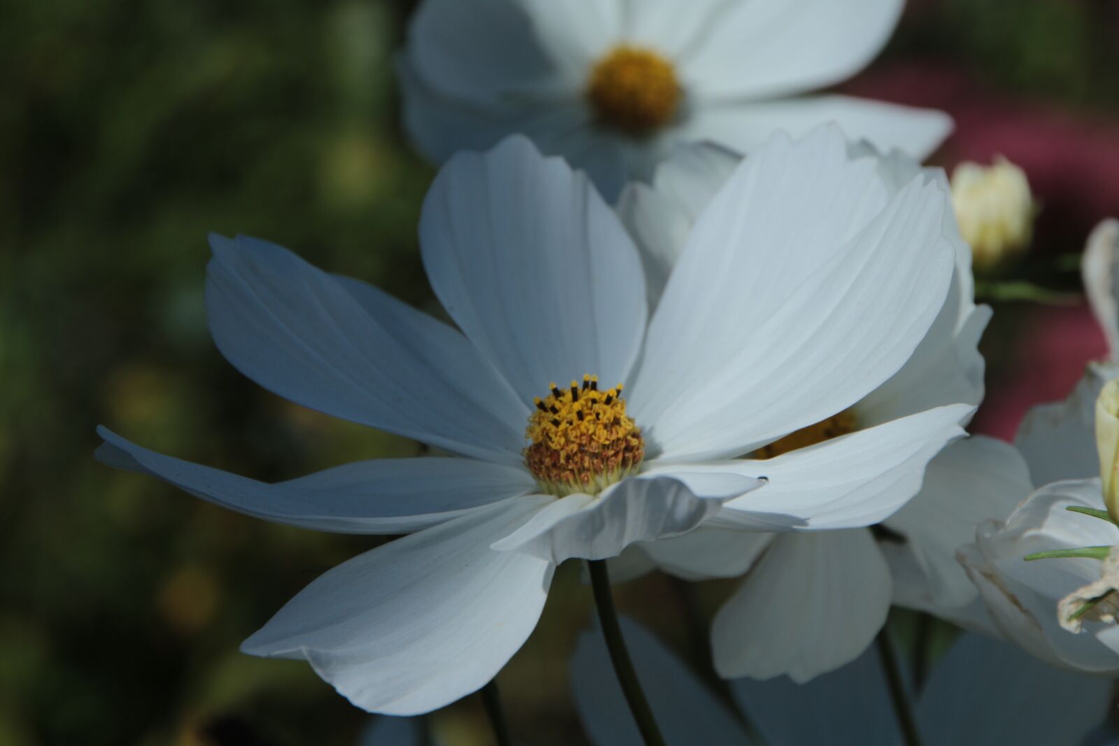 Canon EOS 700D (EOS Rebel T5i / EOS Kiss X7i) sample photo. Flower, garden, romantic photography