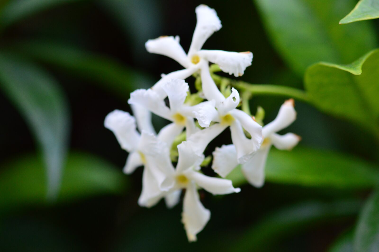 Nikon D3200 sample photo. Jasmine, white flower, flowers photography