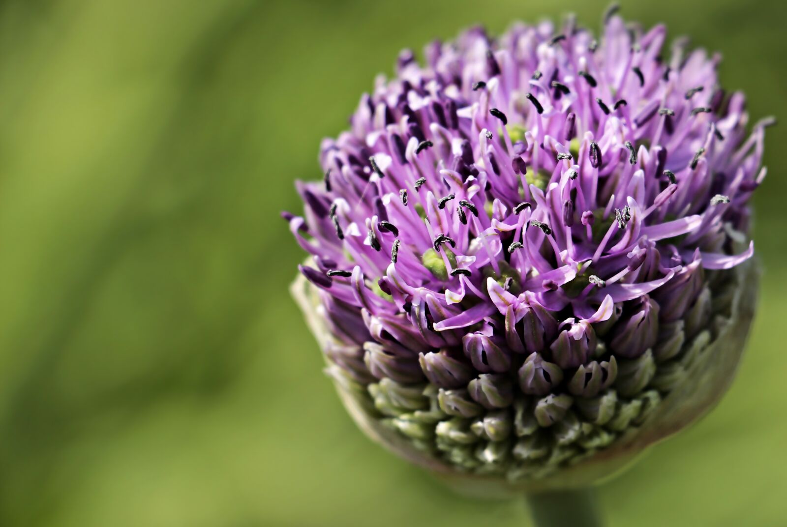 Canon EOS 100D (EOS Rebel SL1 / EOS Kiss X7) sample photo. Ornamental onion, allium, flower photography