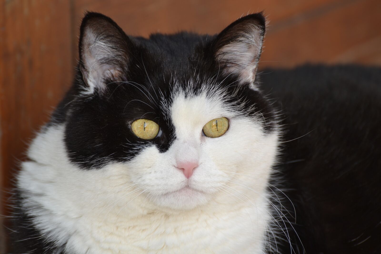 Nikon D3100 sample photo. Cat, animal, vista photography