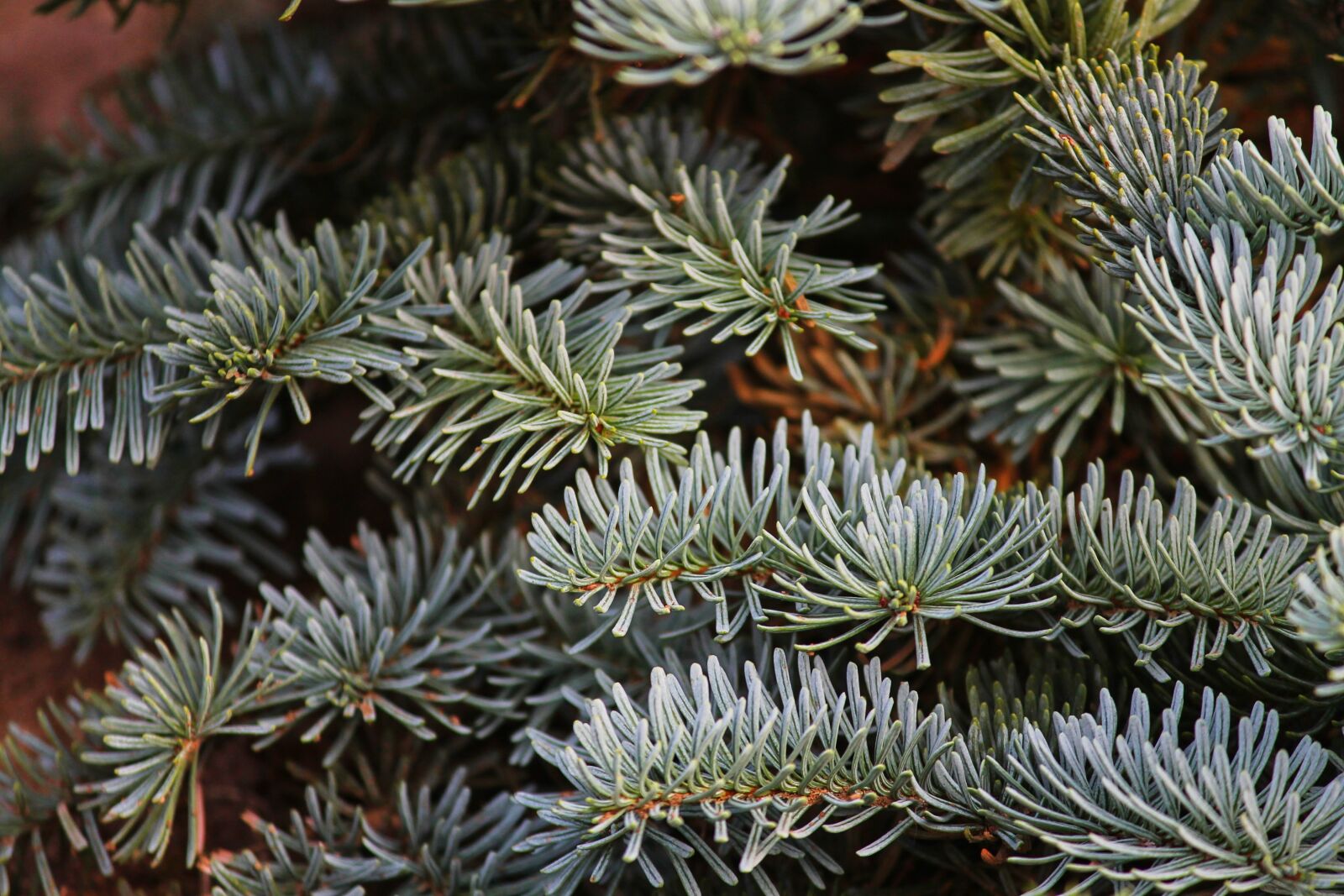 Canon EOS 1100D (EOS Rebel T3 / EOS Kiss X50) sample photo. Pine needles, fir tree photography