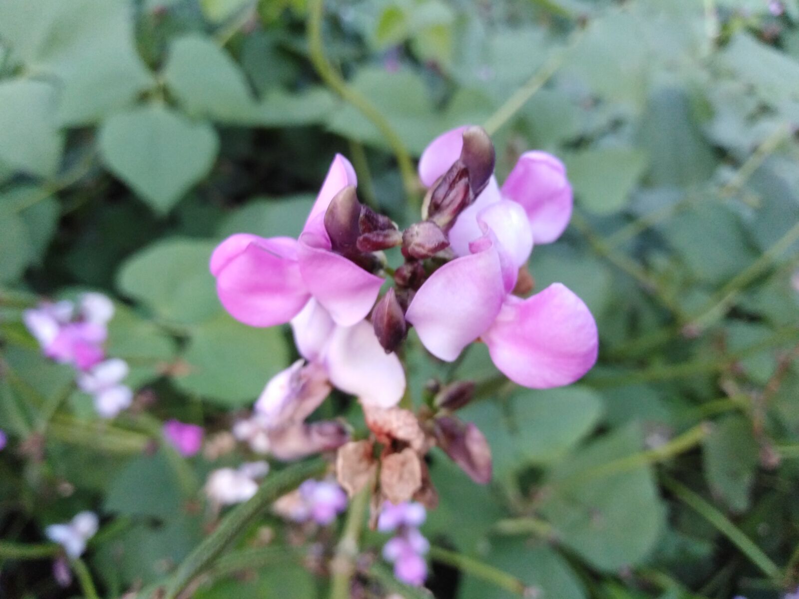 HUAWEI Y6 PRIME 2018 sample photo. Nature, flower, beauty photography