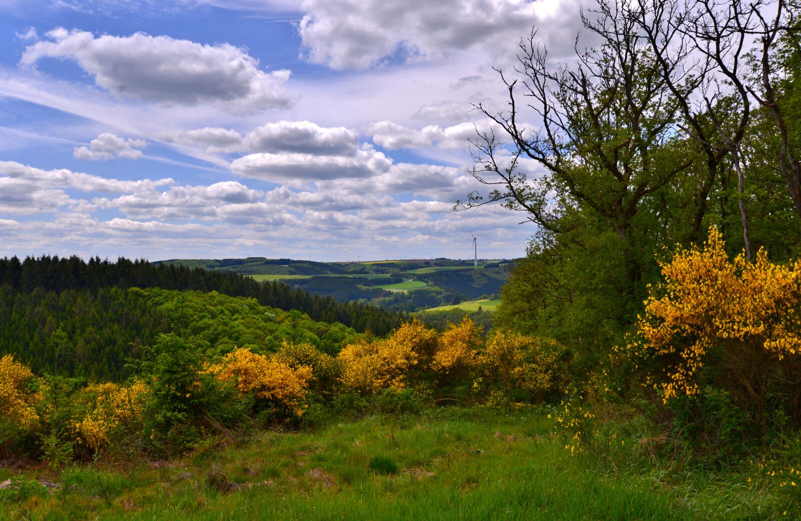 Nikon D600 sample photo. Landscape, broom, vote photography