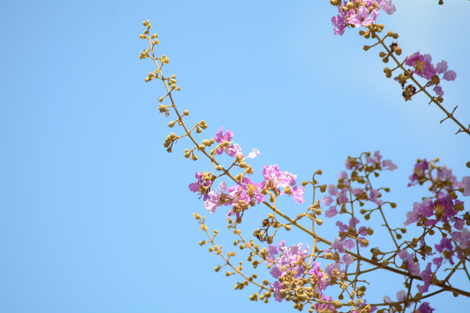 Nikon D7100 sample photo. Flowers, purple, purple flowers photography