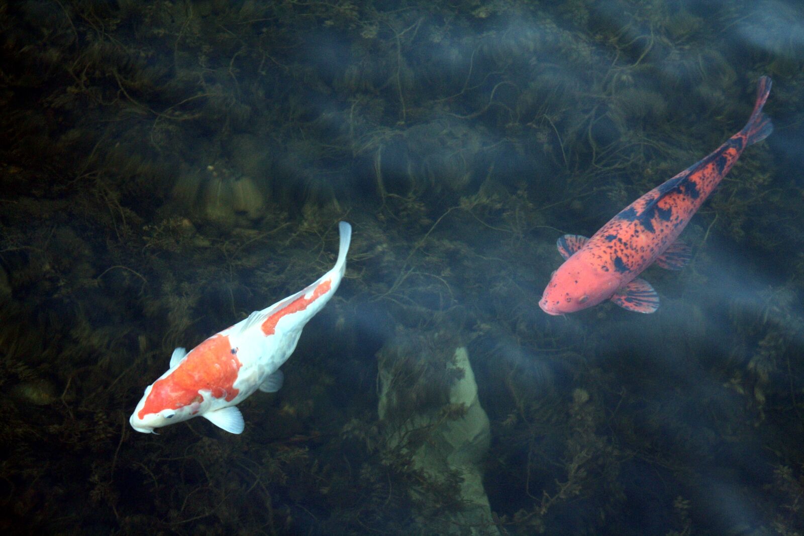 Canon EOS 1000D (EOS Digital Rebel XS / EOS Kiss F) sample photo. Koi, carp, duisburg photography