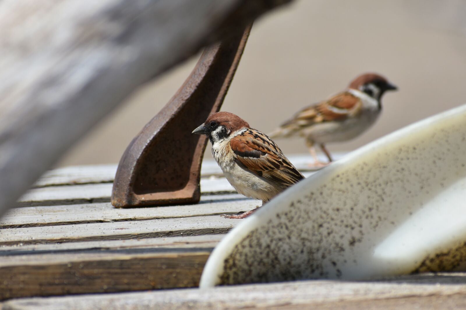 Nikon D7200 sample photo. Animal, wood, bird photography