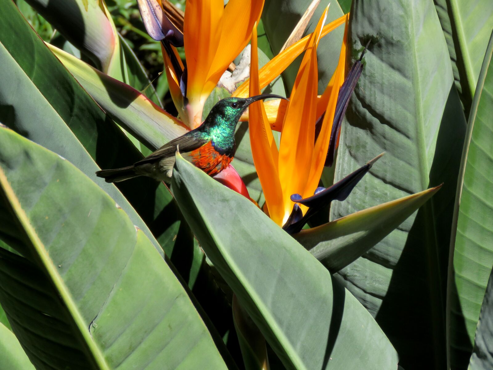 Canon PowerShot SX60 HS sample photo. Sunbird, small bird, bright photography