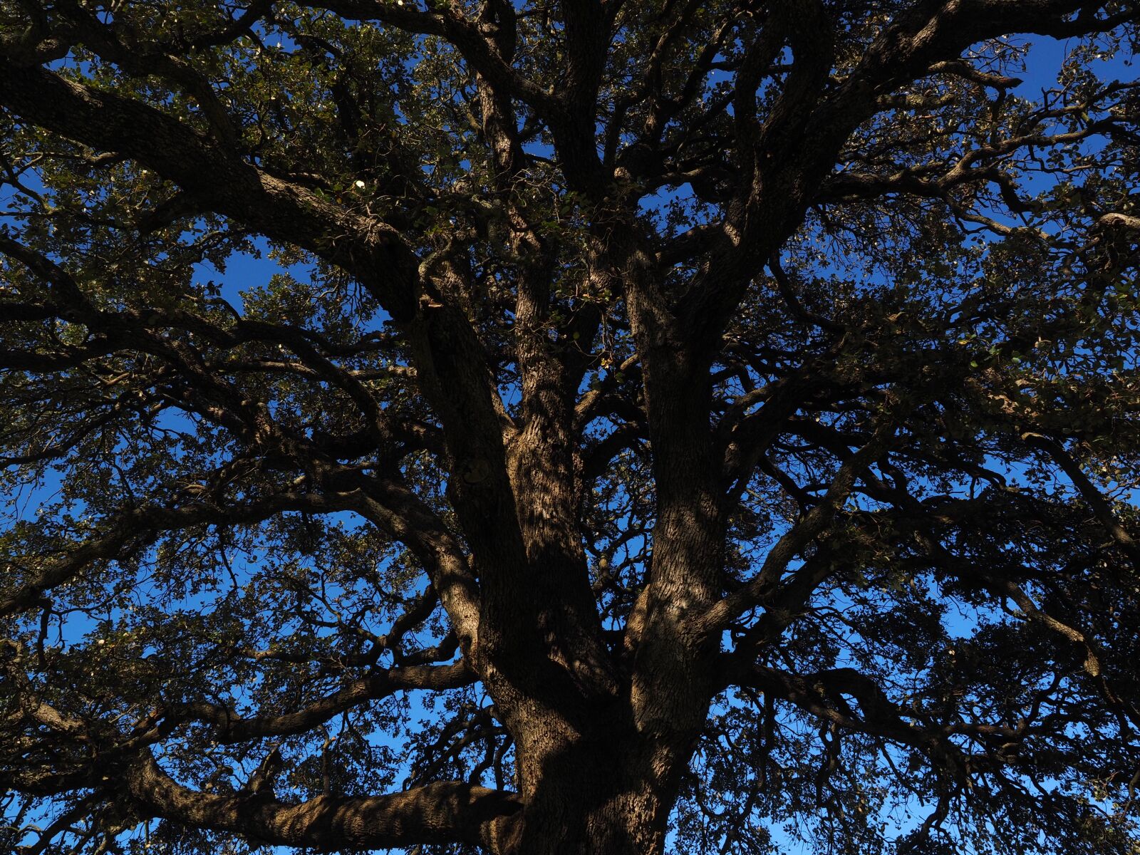 Olympus OM-D E-M1 + Olympus M.Zuiko Digital ED 12-40mm F2.8 Pro sample photo. Tree, camphor tree, cinnamomum photography