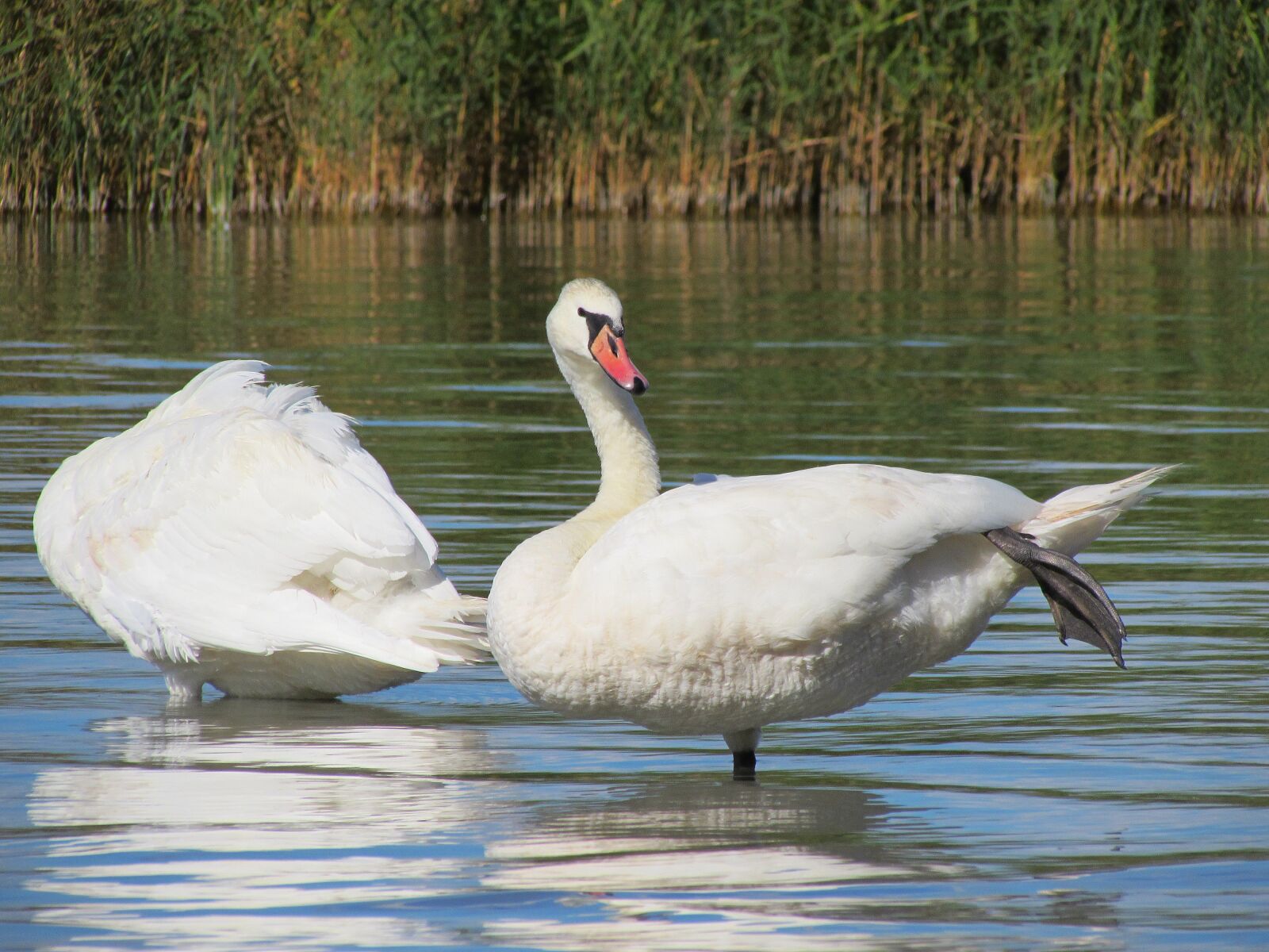 Canon PowerShot SX510 HS sample photo. Swans, birds, water photography