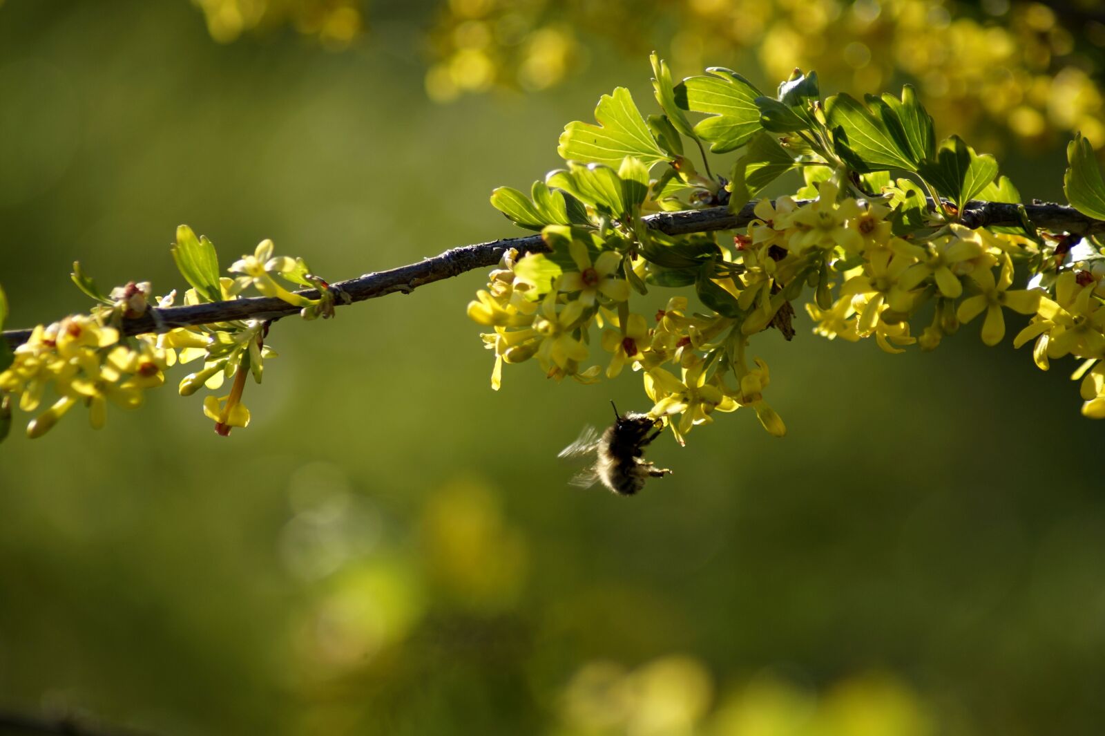 Sony SLT-A58 sample photo. Spring, branch, yellow photography