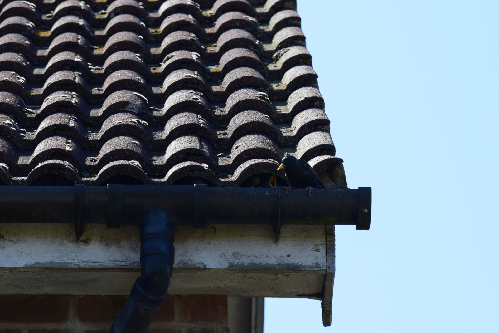 Nikon D3300 sample photo