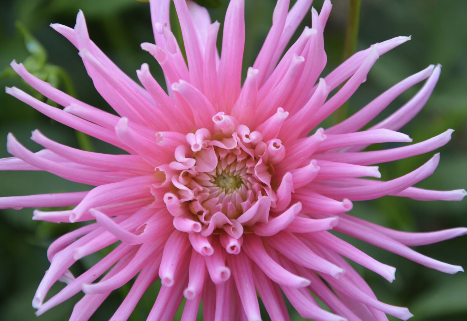 Nikon D5200 sample photo. Pink flower, pretty, garden photography