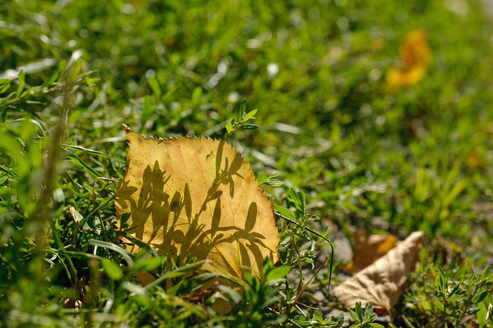 Nikon D700 sample photo. Autumn, closeup, yellow leaf photography