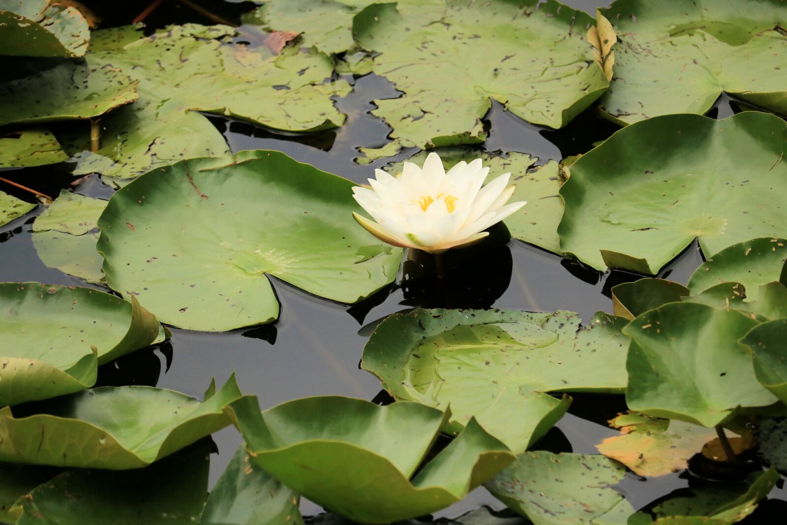 Canon EOS 750D (EOS Rebel T6i / EOS Kiss X8i) + Canon EF-S 55-250mm F4-5.6 IS STM sample photo. Water, lily, flower photography