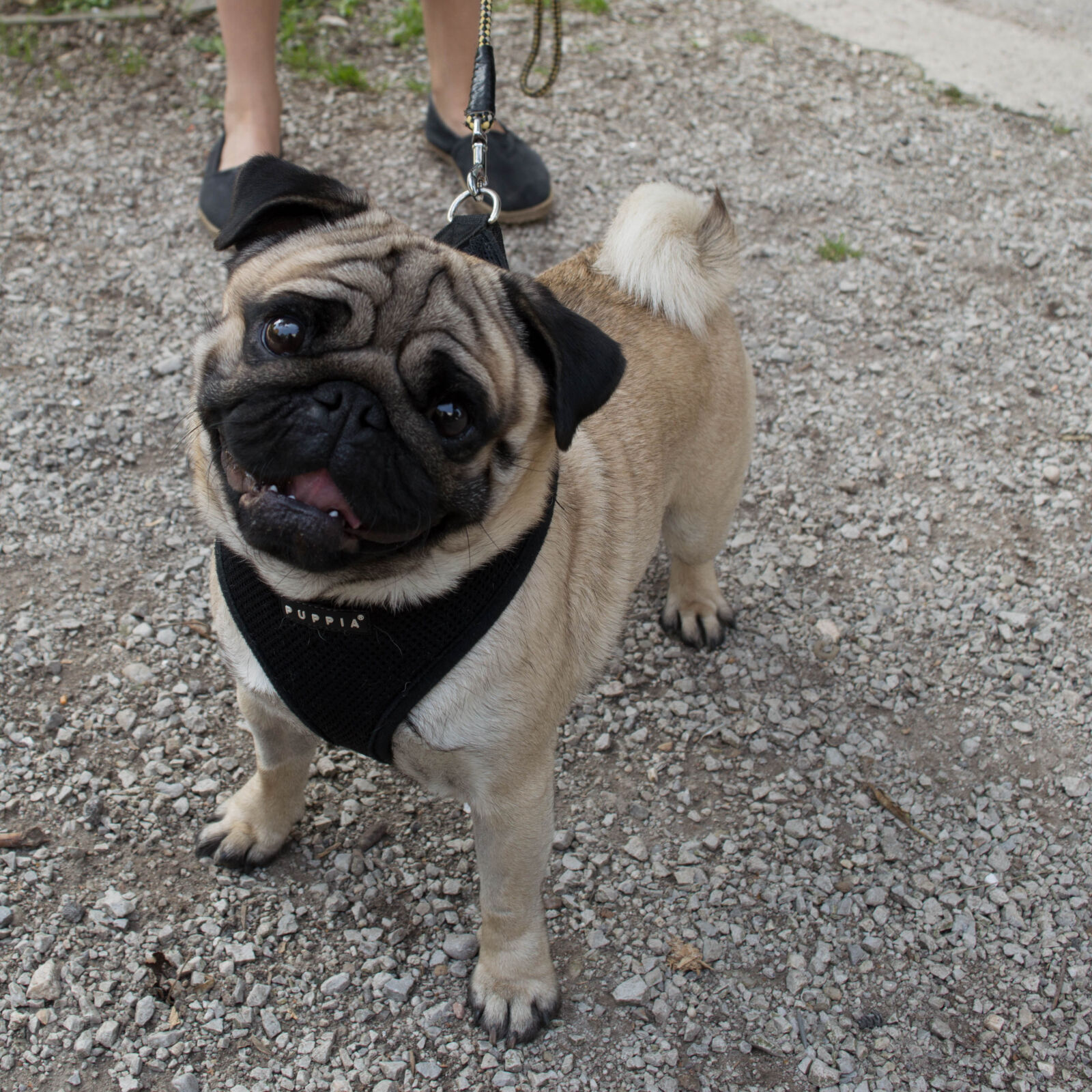 Nikon D3200 sample photo. Animal, dog, little, dog photography