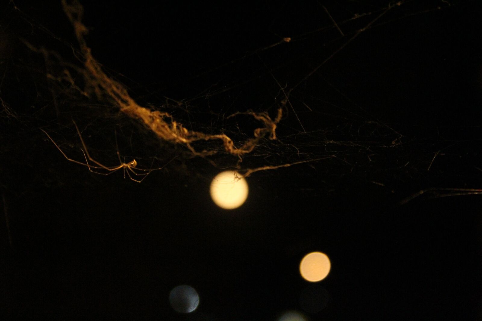 Canon EOS 1300D (EOS Rebel T6 / EOS Kiss X80) sample photo. Spider, web, arachnid photography