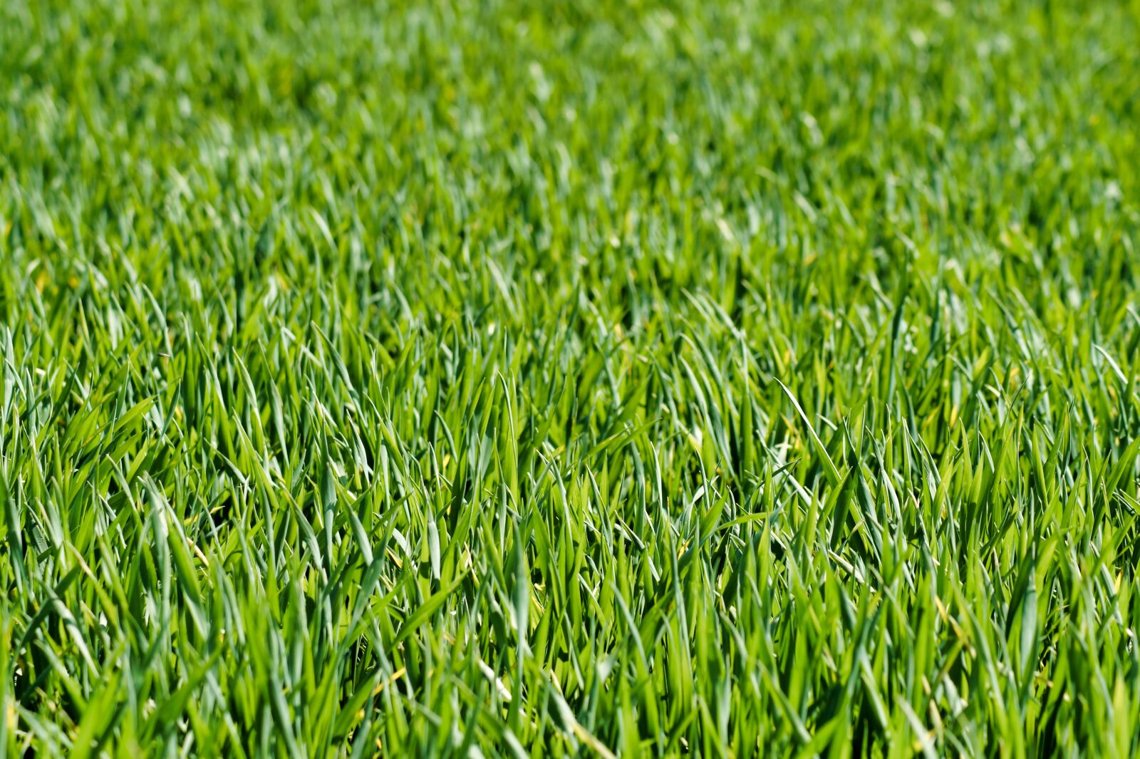 Sony SLT-A58 sample photo. Meadow, field, green photography